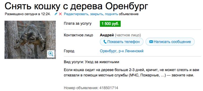 Аренда злой кошки, которая отобьет желание заводить домашнее животное (7 скриншотов) Аренда злой кошки, которая отобьет желание заводить домашнее животное (7 скриншотов)