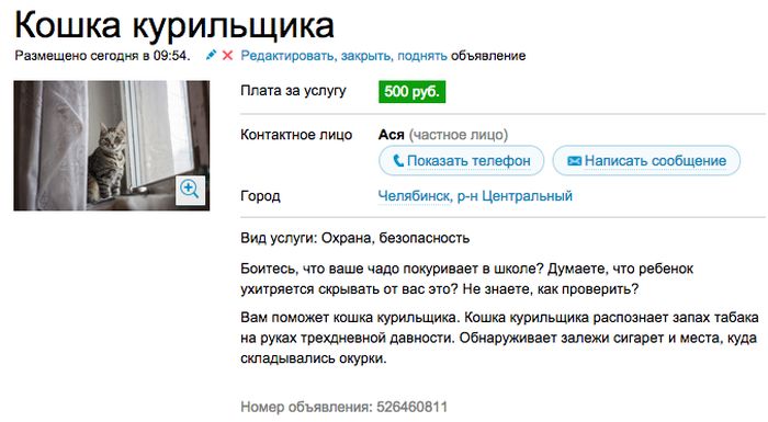 Аренда злой кошки, которая отобьет желание заводить домашнее животное (7 скриншотов) Аренда злой кошки, которая отобьет желание заводить домашнее животное (7 скриншотов)