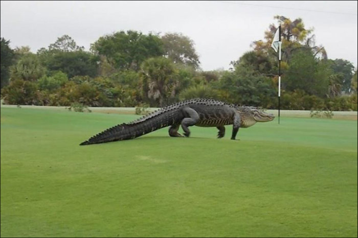 Опасный гость на поле для гольфа (3 фото)