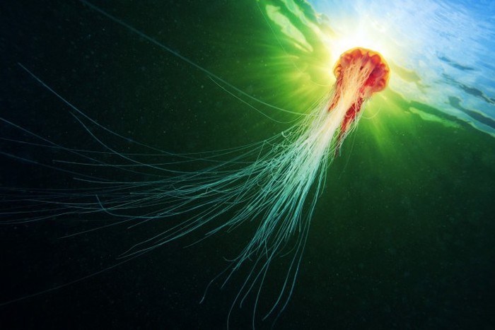 Правда о самой большой медузе в мире (17 фото + видео)