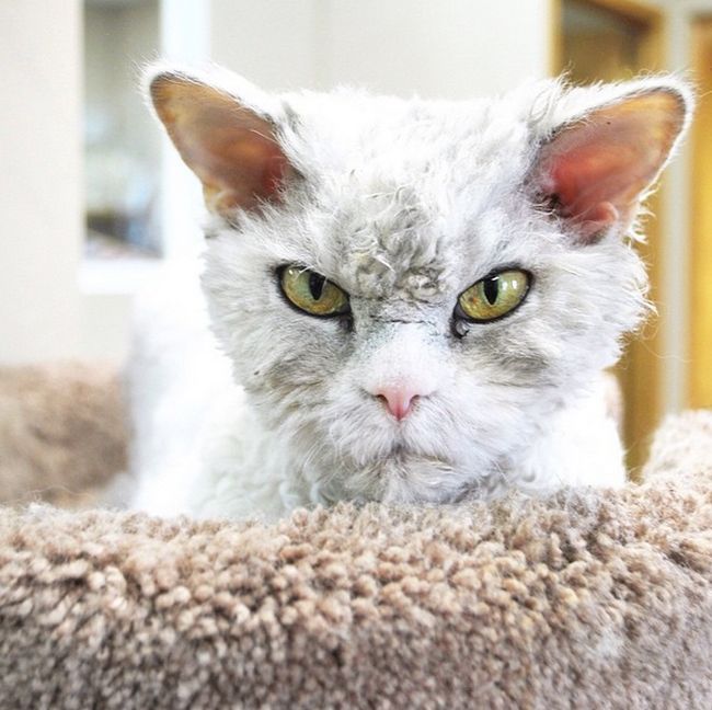 Альберт – самый суровый кот в мире (20 фото)