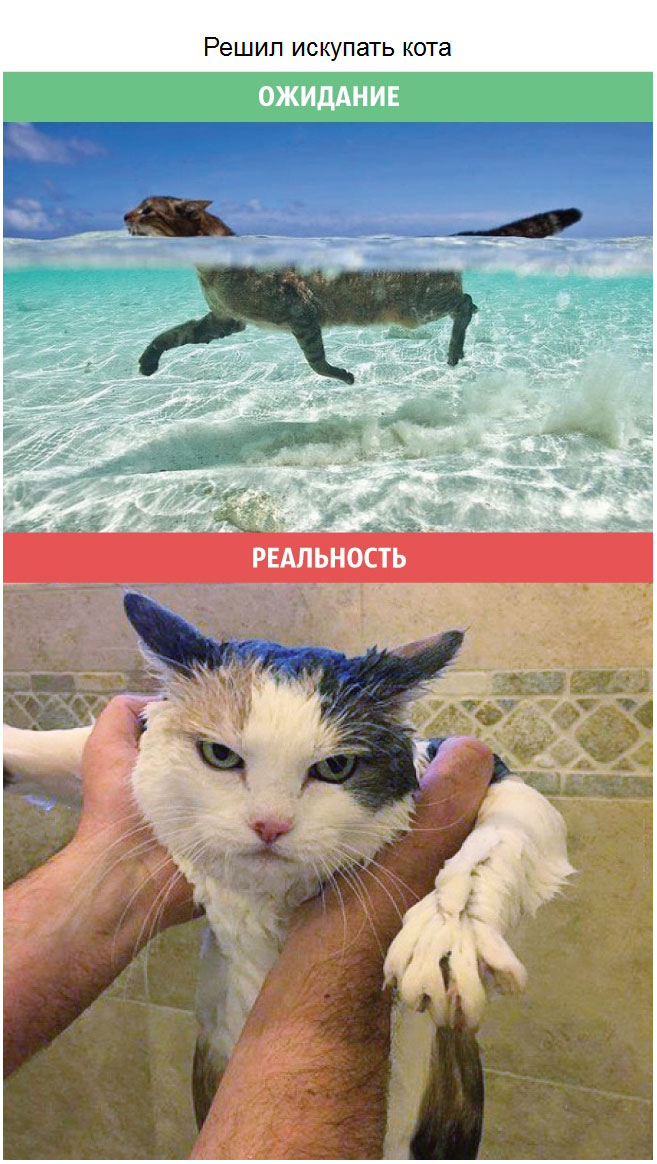 Кошки: ожидания и реальность (10 фото)