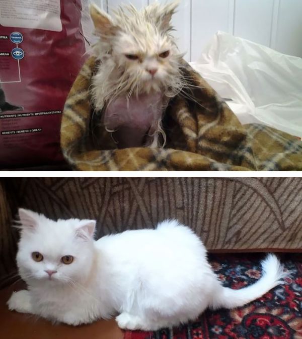 Бывшие бездомные коты (30 фото)