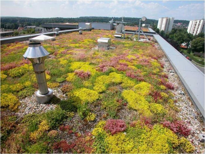 Во Франции владельцев недвижимости в коммерческой зоне обязали покрывать крыши растениями или солнечными панелями (4 фото)