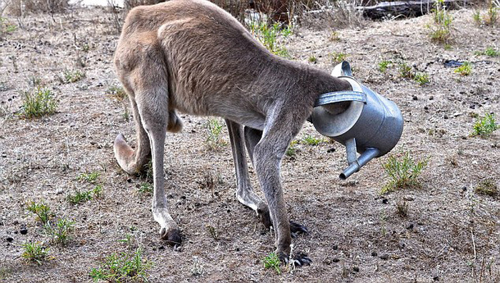 Двое австралийцев спасли кенгуру (5 фото)
