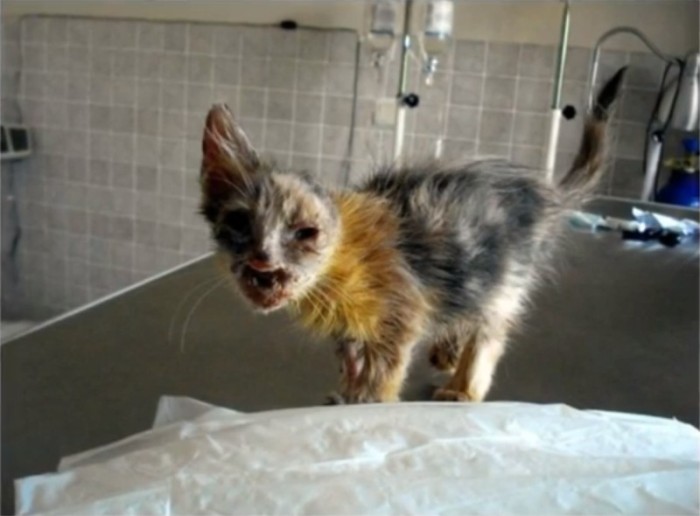 История спасения одного котенка (10 фото)