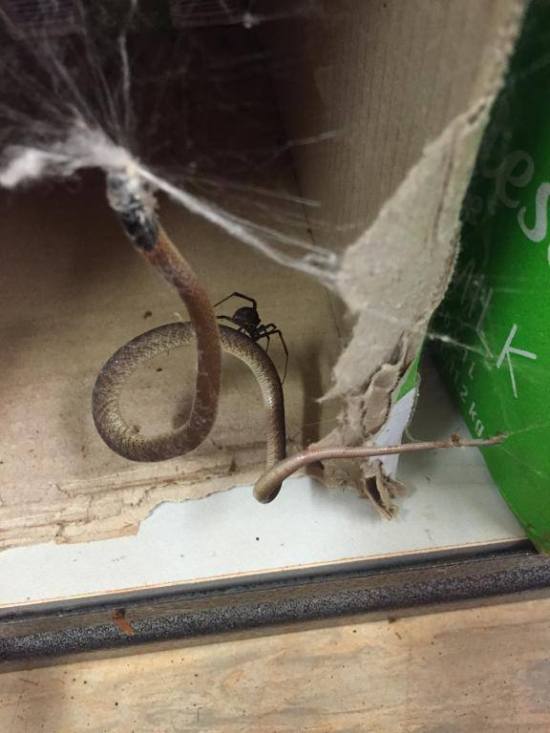 Австралийский паук решил побаловать себя змеиным мясом (3 фото)