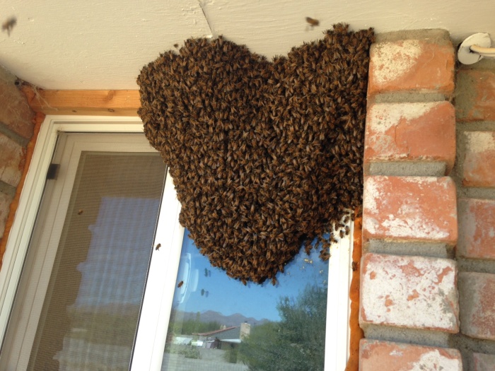 Переселение пчел (7 фото)