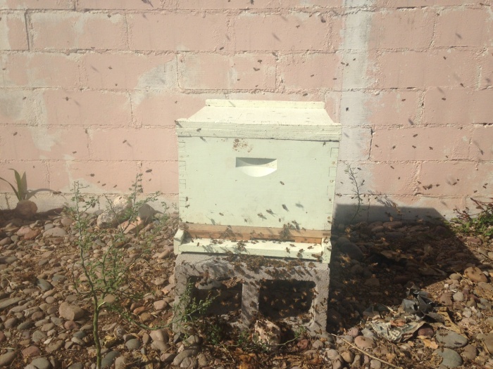 Переселение пчел (7 фото)