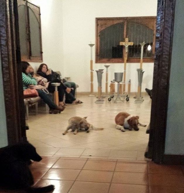Бродячие собаки пришли попрощаться с кормившей их женщиной (6 фото)