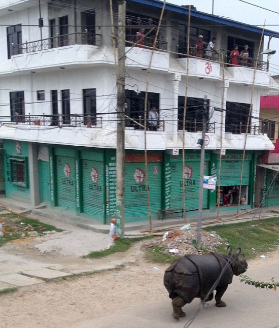 В Непале испуганный носорог убил женщину и ранил 6 человек (4 фото + 2 видео)