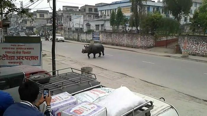 В Непале испуганный носорог убил женщину и ранил 6 человек (4 фото + 2 видео) В Непале испуганный носорог убил женщину и ранил 6 человек (4 фото + 2 видео)