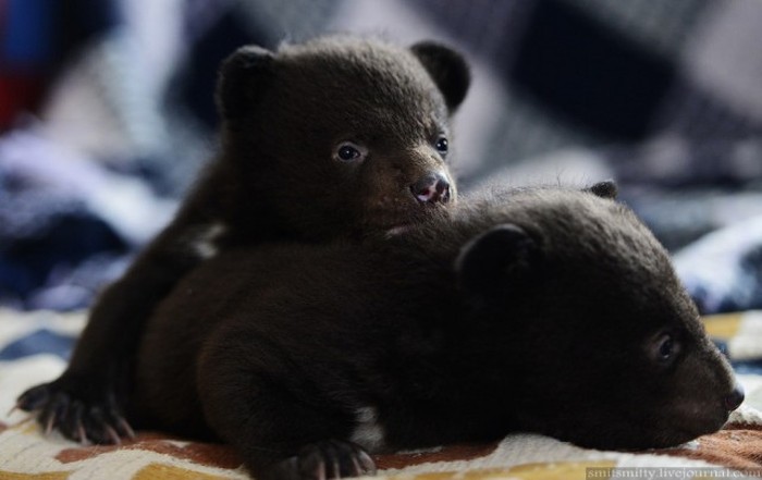 Браконьеры подбросили хабаровским зоозащитникам двух гималайских медвежат (26 фото)