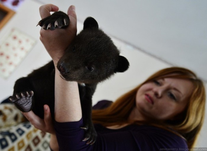 Браконьеры подбросили хабаровским зоозащитникам двух гималайских медвежат (26 фото)