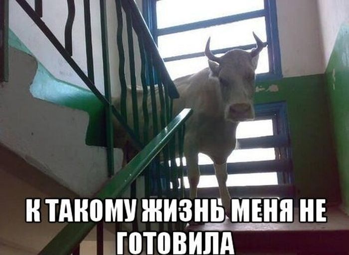 Прикольные картинки (104 фото)