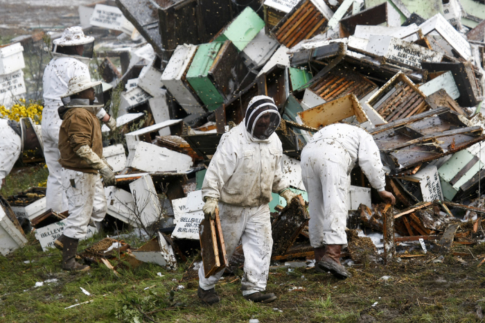 Под Сиэтлом перевернулся автомобиль, перевозивший 44 миллиона пчел (11 фото)
