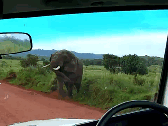 Слон насмерть затоптал охотника, выслеживавшего его в течение 5 часов (5 фото)