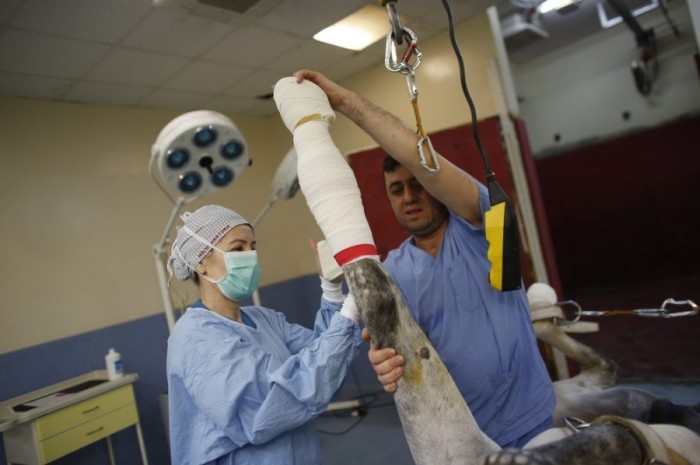 Лечение скакунов в клинике стамбульского ипподрома Велиефенди (25 фото)