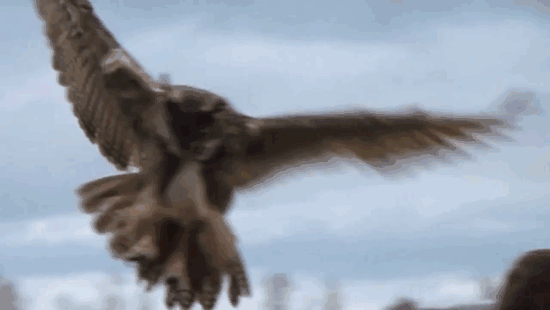 Сова, которая любит приземляться на голову человека (8 фото + видео)