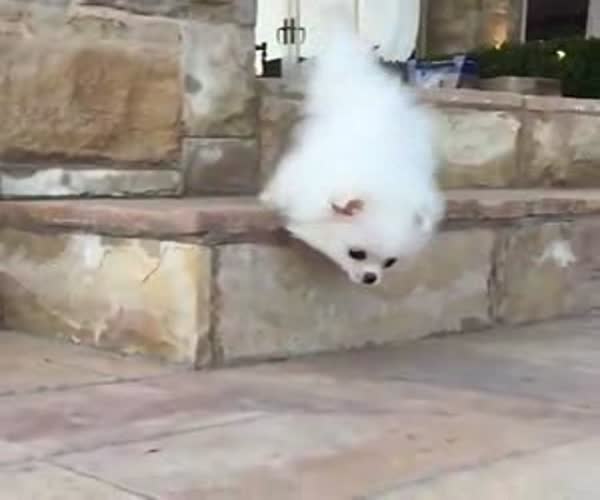 Неудачный прыжок миленькой собачки