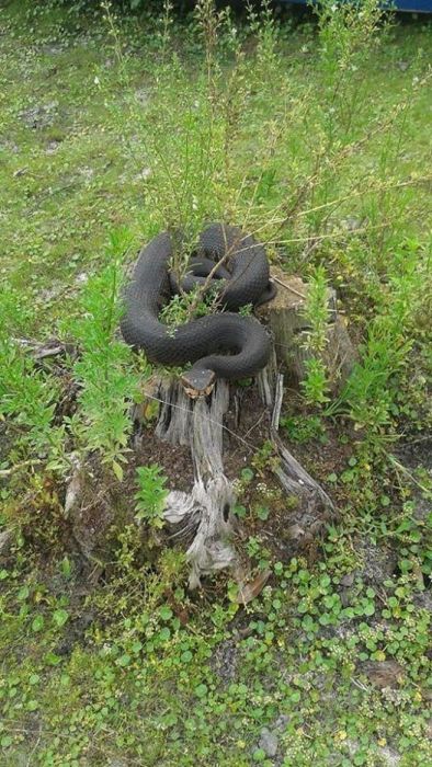 Не целуйте ядовитых змей (9 фото)