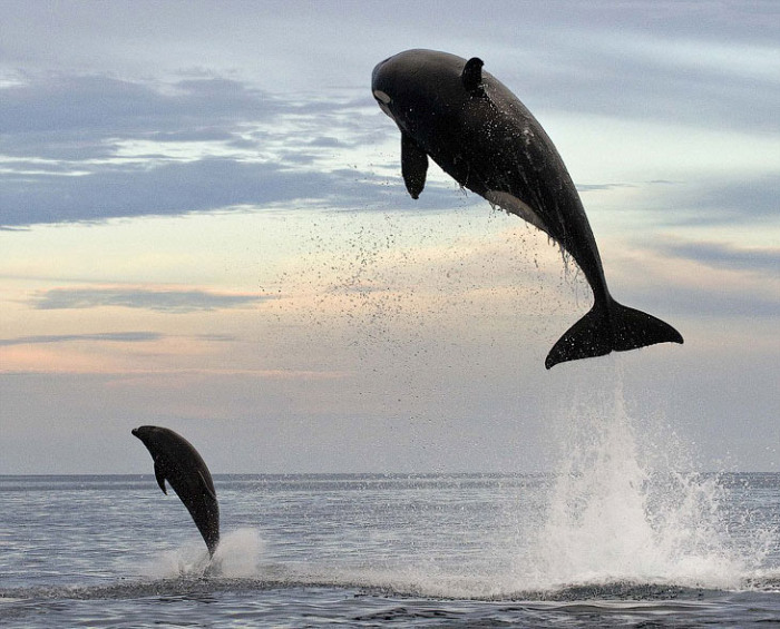 8-тонная косатка подражает дельфину (4 фото)