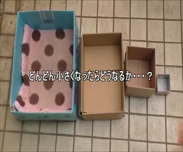 Собака, которая поместиться в любую коробку