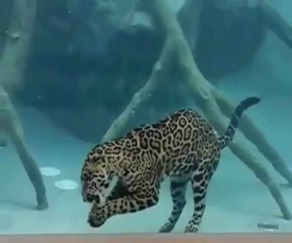 Ягуар, который не боится воды