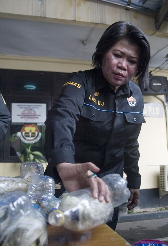В Индонезии контрабандисты пытались провести через границу редких попугаев в пластиковых бутылках (6 фото)