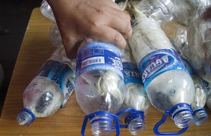 В Индонезии контрабандисты пытались провести через границу редких попугаев в пластиковых бутылках (6 фото)