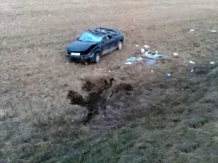 Самые запоминающиеся аварии с участием животных в Беларуси (13 фото + 5 видео)