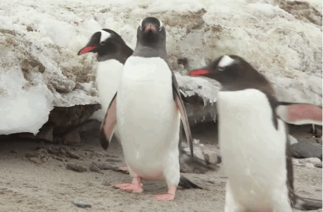 Почему сокращается популяция пингвинов (4 фото)