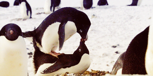 Почему сокращается популяция пингвинов (4 фото)