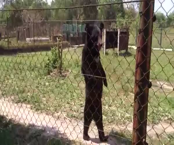 Медведь имитирует человеческую ходьбу