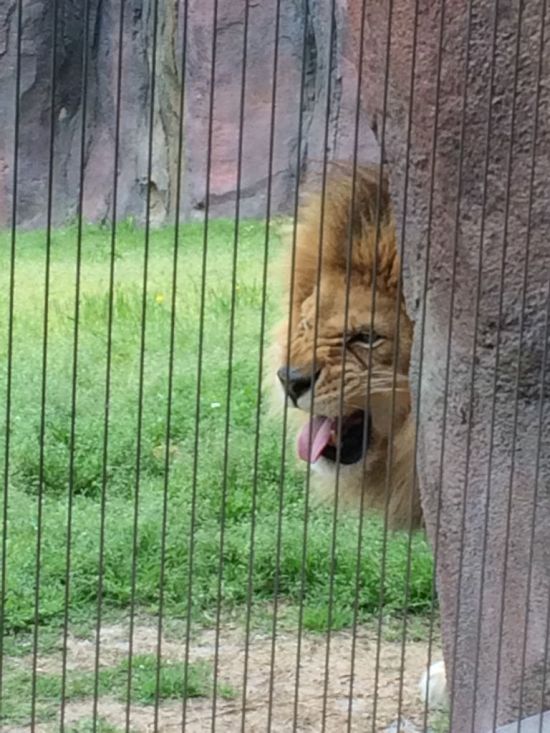 Справившая нужду львица нарушила покой льва (4 фото)