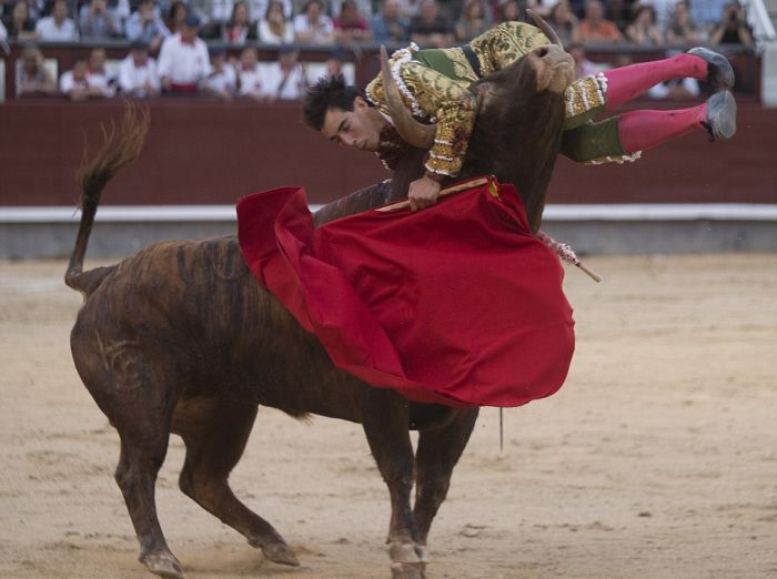В Мадриде раненный бык поднял на рога матадора (5 фото)