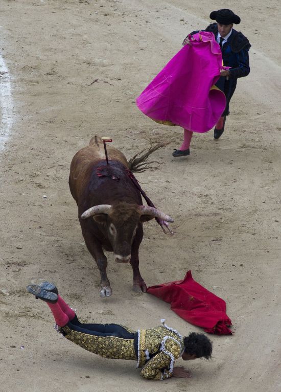 В Мадриде раненный бык поднял на рога матадора (5 фото)