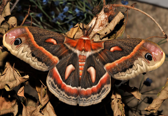 Из отвратительных гусениц в прекрасные бабочки (36 фото)