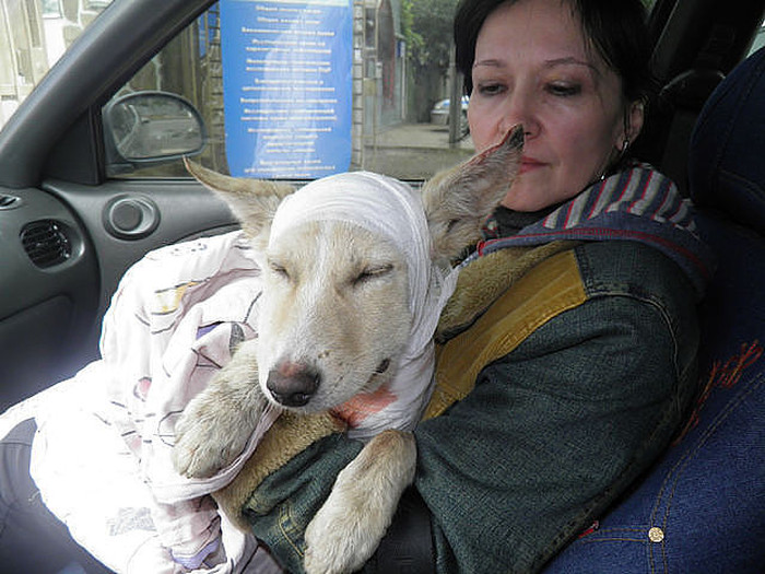 Как спасали собаку по кличке Баночка (20 фото)
