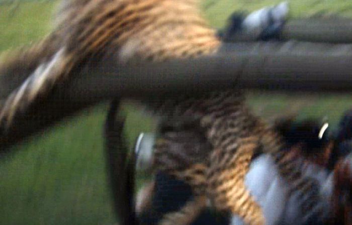 В Кении гепард упал в салон туристического автомобиля (10 фото)