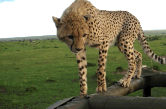 В Кении гепард упал в салон туристического автомобиля (10 фото)