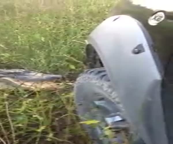 Крокодил атакует автомобиль