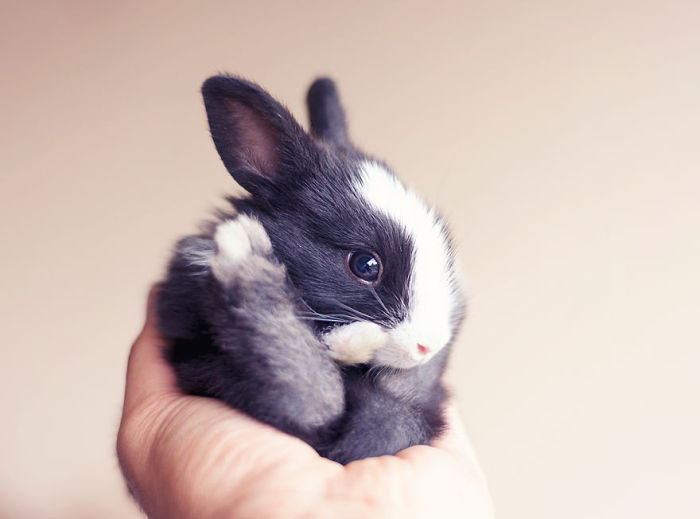 Как меняется кролик, в течение первого месяца жизни (16 фото)