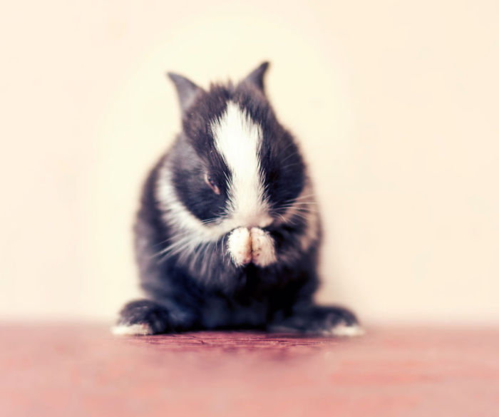 Как меняется кролик, в течение первого месяца жизни (16 фото)
