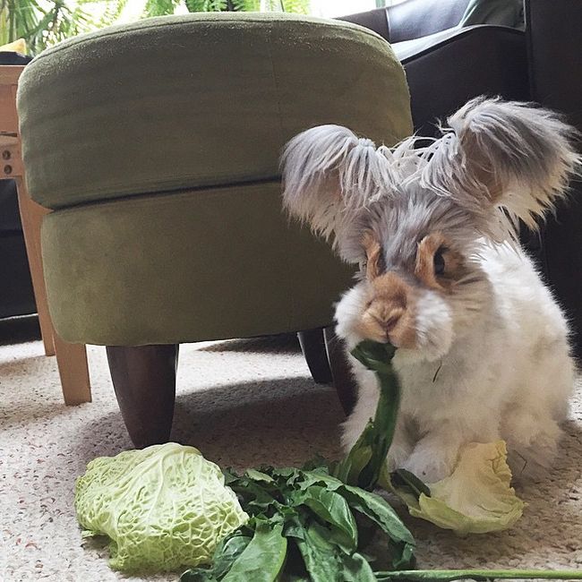 Пушистый кролик стал восходящей звездой Instagram (11 фото)