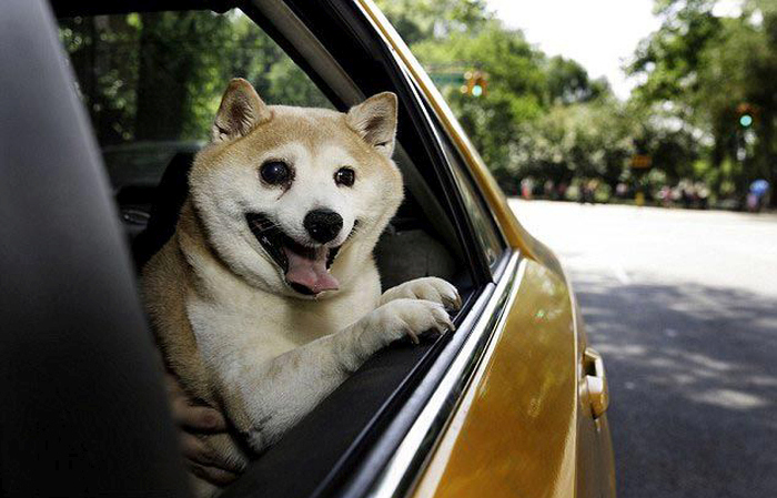 Корица - самая счастливая собака в мире (9 фото)