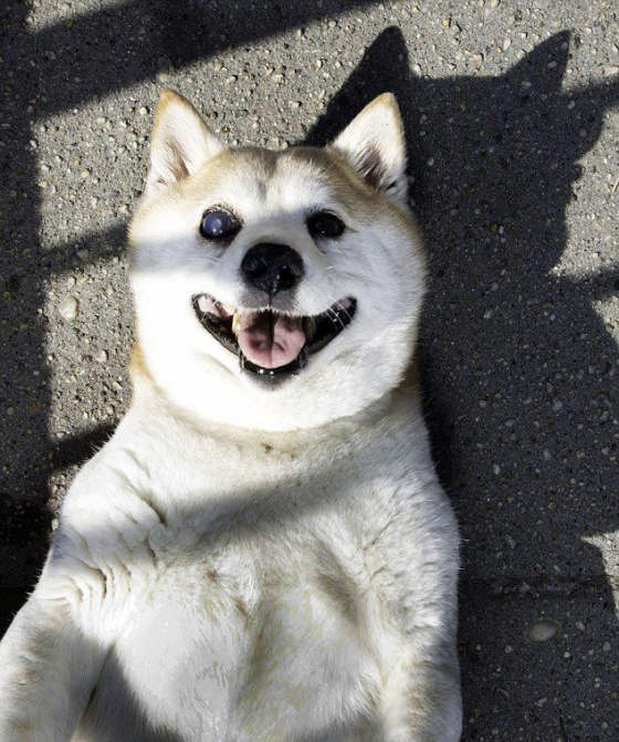 Корица - самая счастливая собака в мире (9 фото)