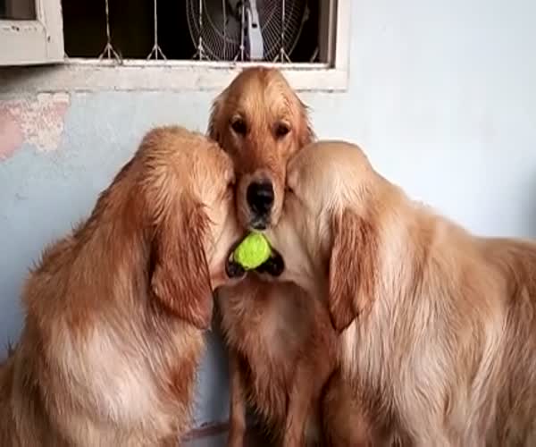 Три собаки и мячик