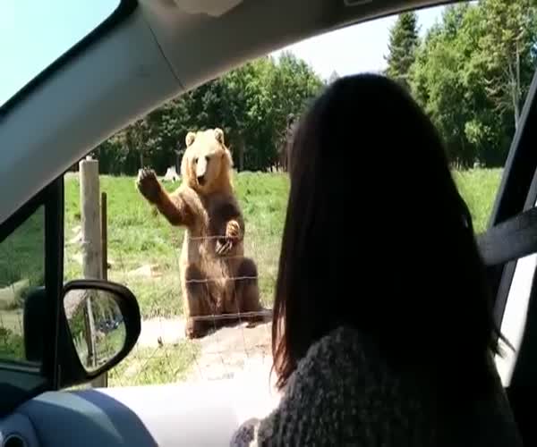 Медведь машет женщине