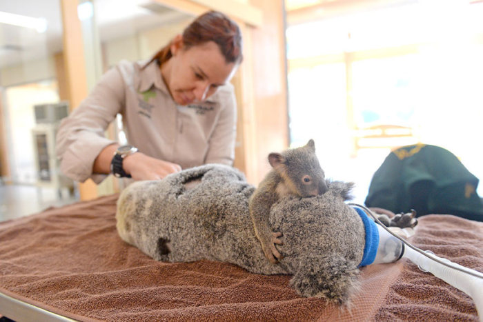 Детеныша коалы не стали разлучать с матерью даже на время операции (6 фото)